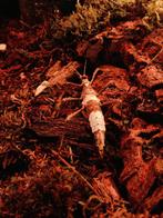 Wandelende takken/stick insect: Sungaya inexpectata psg195, Wandelende tak