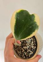 Hoya kerii (outer variegata), Huis en Inrichting, Ophalen of Verzenden, Overige soorten, Minder dan 100 cm