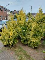 4 Kleurrijke Boompjes voor de Tuin, Tuin en Terras, Ophalen, Overige soorten, Struik, 100 tot 250 cm
