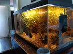 Aquarium, Dieren en Toebehoren, Ophalen, Zo goed als nieuw