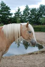 Ter adoptie/gratis overname haflinger merrie, Dieren en Toebehoren, Pony's, Merrie, Niet van toepassing, 11 jaar of ouder, Recreatiepony