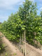 Liquidambar bomen of lei Liquidambar, Ophalen of Verzenden, Halfschaduw