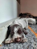 Duitse Staande Draadhaar pups  Alle pups hebben een nieuwe b, Dieren en Toebehoren, Honden | Setters en Staande honden, CDV (hondenziekte)