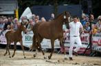 14 jarige drachtige fokmerrie (springen), Dieren en Toebehoren, Paarden, Merrie, Springpaard, Z, Gechipt