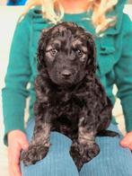 Labradoodle puppy's, Dieren en Toebehoren, Honden | Niet-rashonden, Rabiës (hondsdolheid), 8 tot 15 weken, Groot, Meerdere