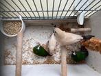 bonte driekleur papegaaiamadine, Meerdere dieren, Tropenvogel