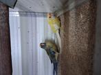 Stro gele rosellas koppel, Meerdere dieren, Kleurkanarie