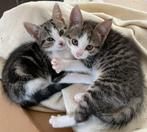 Deze twee poesjes zoeken nieuw onderkomen, Dieren en Toebehoren, Poes, 0 tot 2 jaar