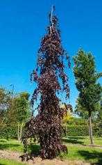 Rode treurbeuk | fagus sylvatica purpurea pendula | OP = OP, Tuin en Terras, Planten | Bomen, Ophalen, Halfschaduw, Treurboom