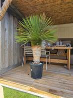 Yucca Rostrata - Winterhard & Zon Liefhebbend, Volle zon, 100 tot 250 cm, Zomer, Overige soorten