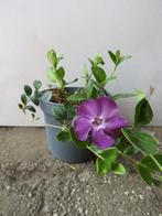 Vinca minor atropurpurea, maagdenpalm, bodembedekkers, Bodembedekkers, Vaste plant, Ophalen of Verzenden, Halfschaduw