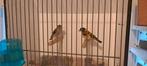 Meerdere Koppels kapoetsensijzen, Dieren en Toebehoren, Vogels | Overige Vogels, Meerdere dieren