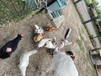 Witte en bonte leghorn, Dieren en Toebehoren, Pluimvee, Vrouwelijk, Kip