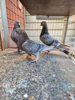 Takla irakse duiven, Dieren en Toebehoren, Vogels | Duiven, Meerdere dieren, Overige soorten