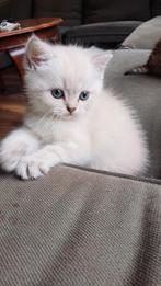 Nog 2 prachtige britse korthaar x britse langhaar kittens., Dieren en Toebehoren, Katten en Kittens | Raskatten | Korthaar, Kater