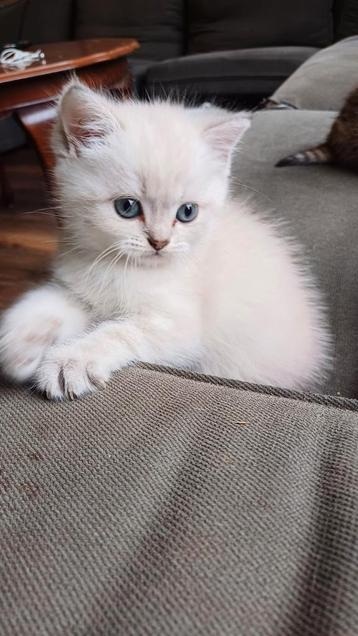 Nog 2 prachtige britse korthaar x britse langhaar kittens.  beschikbaar voor biedingen
