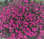 Steenanjer plantjes, Volle zon, Vaste plant, Zomer, Ophalen