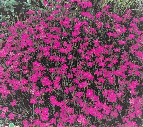 Steenanjer plantjes, Tuin en Terras, Planten | Tuinplanten, Vaste plant, Overige soorten, Volle zon, Zomer, Ophalen