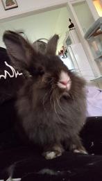 Ram konijn kruising leeuwenkop, Dieren en Toebehoren, Konijnen, Mannelijk, Dwerg, 0 tot 2 jaar