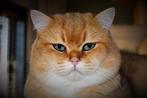 Prachtige dekkater met stamboom, 3 tot 5 jaar