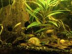 Raszuivere tiger endler guppies per trio, Dieren en Toebehoren, Vis, Zoetwatervis