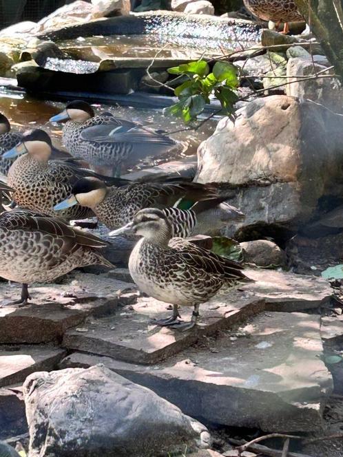 Siereenden, Dieren en Toebehoren, Pluimvee, Eend, Meerdere dieren