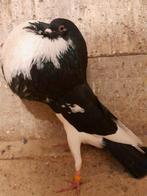 Zwart bonte Norwich doffers, Dieren en Toebehoren, Vogels | Duiven, Mannelijk, Postduif