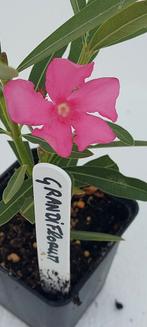 Nerium oleander Grandiflorum licht roze, Ophalen of Verzenden, Zomer, Overige soorten, Volle zon