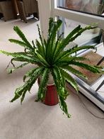 Mooie groene plant,, Huis en Inrichting, Kamerplanten, Ophalen, Halfschaduw, Minder dan 100 cm