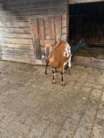 Lief Hoornloze gecastereerde bokje, Dieren en Toebehoren, Schapen, Geiten en Varkens, Mannelijk, Geit