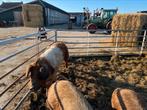 Husumer dekbeer Günter, Dieren en Toebehoren, Schapen, Geiten en Varkens, Mannelijk, Schaap