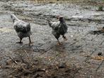 Te koop of ruil: twee jonge noordhollandse blauwe hanen, Dieren en Toebehoren, Mannelijk, Kip