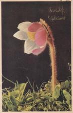 BLOEM ANEMOON UIT 1950 ZEER MOOIE OUDE KAART KJ480, Verzamelen, Ansichtkaarten | Themakaarten, Ophalen of Verzenden, 1940 tot 1960