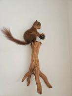 Eekhoorn taxidermie opgezette babyeekhoorn, Ophalen of Verzenden, Zo goed als nieuw