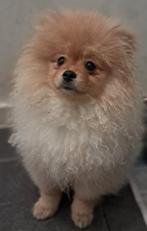 Pomeriaan reutje., Parvo, Keeshond, 15 weken tot 1 jaar, Reu