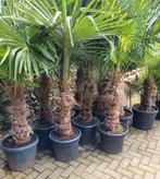 Trachcarpus Fortunei Palmboom - Stam 80/90cm, Bloeit niet, Ophalen of Verzenden, Minder dan 100 cm, Palmboom