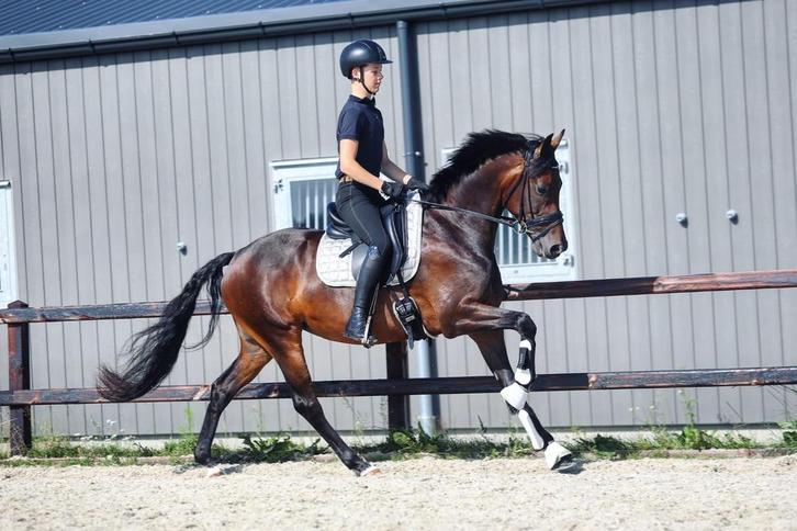 Aansprekende fokmerrie geniaal x bordeaux, Dieren en Toebehoren, Paarden, Merrie, M, Minder dan 160 cm, 7 tot 10 jaar, Dressuurpaard
