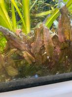 Cryptocoryne, Ophalen, Plant(en), Steen of Hout