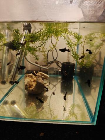 Black molly beschikbaar voor biedingen