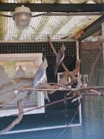 Jonge valkparkieten te koop!, Dieren en Toebehoren, Vogels | Parkieten en Papegaaien, Meerdere dieren, Parkiet, Geringd