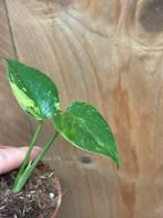 Monstera deliciosa variegata plant lemon mint aurea yellow, Ophalen of Verzenden, Halfschaduw, Minder dan 100 cm