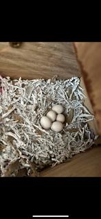 Agapornis Roseicollis baby vogels, Dieren en Toebehoren, Vogels | Parkieten en Papegaaien, Geslacht onbekend, Dwergpapegaai of Agapornis