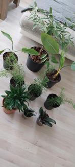 all plants for 40e, Ophalen of Verzenden, Halfschaduw, Minder dan 100 cm