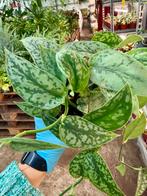 Scindapsus Pictus 'Silver' - Prachtige Kamerplant!, Ophalen of Verzenden