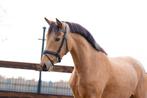Knappe valk pony, Dieren en Toebehoren, Paarden, Merrie, B, 3 tot 6 jaar