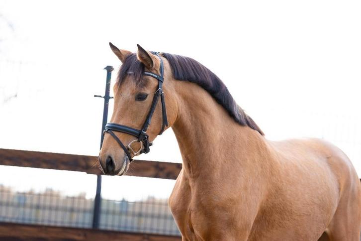 Knappe valk E pony, Dieren en Toebehoren, Paarden, Merrie, B, 3 tot 6 jaar