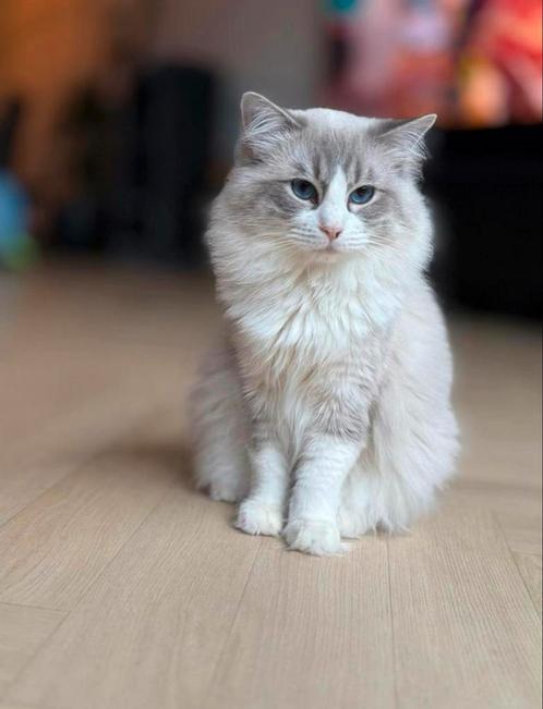Ragdoll kittens - Mia en Jip zoeken een thuis, Dieren en Toebehoren, Katten en Kittens | Raskatten | Langhaar, Meerdere dieren