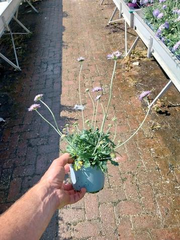 Scabiosa planten beschikbaar voor biedingen