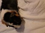 Cavia (beertje), Dieren en Toebehoren, Cavia, Juni, Mannelijk, Tam