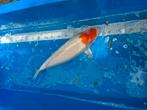 Tancho kohaku, Dieren en Toebehoren, Vissen | Vijvervissen, Karper of Koi